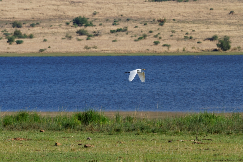 11 - Pilanesberg NP (8).jpg